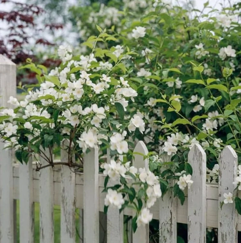 Mock Orange 'Minnesota Snowflake' Live Plant - Quart Pot - Fragrant White Shrub - Image 7
