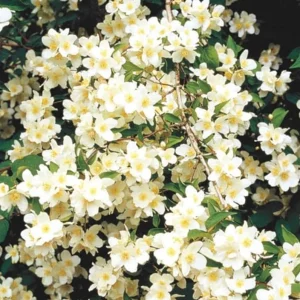 Mock Orange 'Minnesota Snowflake' Live Plant - Quart Pot - Fragrant White Shrub - Image 8