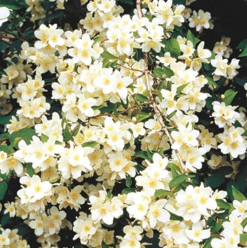 Mock Orange 'Minnesota Snowflake' Live Plant - Quart Pot - Fragrant White Shrub - Image 8