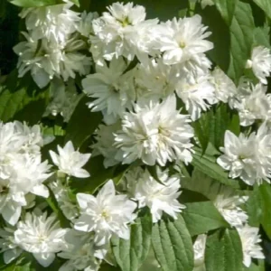 Mock Orange 'Minnesota Snowflake' Live Plant - Quart Pot - Fragrant White Shrub - Image 9
