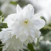 Mock Orange 'Minnesota Snowflake' Live Plant - Quart Pot - Fragrant White Shrub - Image 1