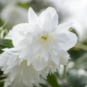 Mock Orange 'Minnesota Snowflake' Live Plant - Quart Pot - Fragrant White Shrub - Image 1