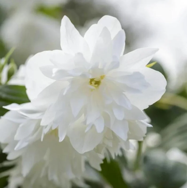 Mock Orange 'Minnesota Snowflake' Live Plant - Quart Pot - Fragrant White Shrub - Image 1