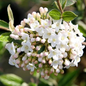 Mohawk Viburnum Live Plant - Viburnum × burkwoodii 'Mohawk' - 24-36 Inches Tall - Outdoor Deciduous Shrub - Image 3