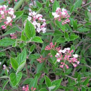 Mohawk Viburnum Live Plant - Viburnum × burkwoodii 'Mohawk' - 24-36 Inches Tall - Outdoor Deciduous Shrub - Image 1