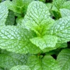 Mojito Mint Live Plant - 6" Tall Herb in 3.5" Pot - Indoor/Outdoor - Image 1