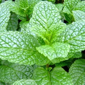 Mojito Mint Live Plant - 6" Tall Herb in 3.5" Pot - Indoor/Outdoor - Image 1