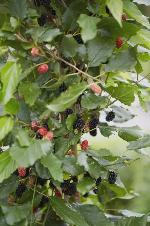 Mojo Berry Mulberry Bush Live Plant - Dwarf Morus rotundiloba - 3-7 ft Tall - Image 6