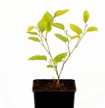 Mojo Berry Mulberry Bush Starter Plant - Dwarf, Self-Pollinating, Live Plant - Image 4