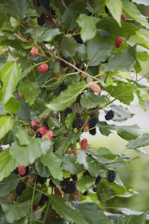 Mojo Berry Mulberry Bush Starter Plant - Dwarf, Self-Pollinating, Live Plant - Image 6