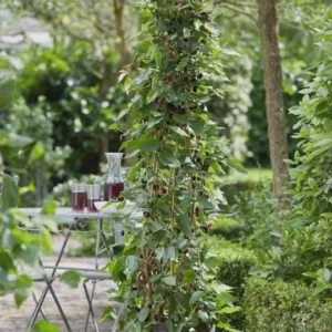 Mojo Berry Mulberry Bush Starter Plant - Dwarf, Self-Pollinating, Live Plant - Image 7