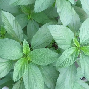 Molokhia Egyptian Spinach Seeds - Heirloom Non-GMO Vegetable Seeds - Image 2