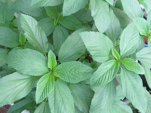 Molokhia Egyptian Spinach Seeds - Heirloom Non-GMO Vegetable Seeds - Image 2