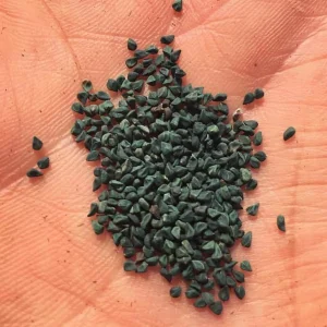 Molokhia Egyptian Spinach Seeds - Heirloom Non-GMO Vegetable Seeds - Image 3