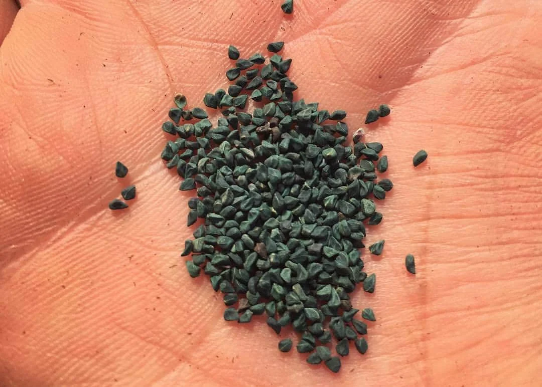 Molokhia Egyptian Spinach Seeds - Heirloom Non-GMO Vegetable Seeds - Image 3