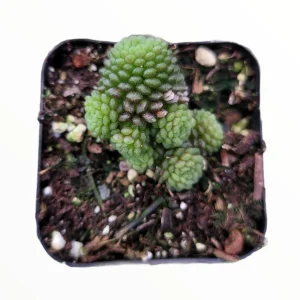 Monanthes polyphylla Succulent Plant - Live Crassulaceae, Easy Care - Image 5