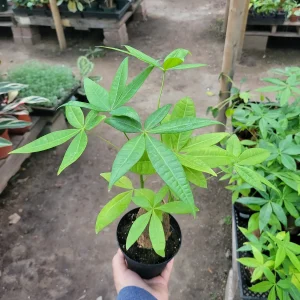 Money Tree Live Plant - Pachira Aquatica - 4 inch Nursery Pot - Indoor Houseplant - Image 2