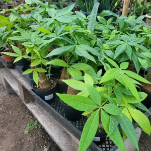 Money Tree Live Plant - Pachira Aquatica - 4 inch Nursery Pot - Indoor Houseplant - Image 3