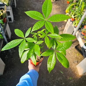 Money Tree Live Plant – Pachira aquatica – 4 inch Pot – Indoor Houseplant - Image 2