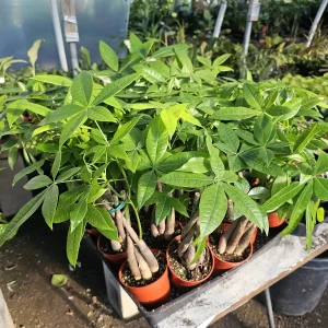 Money Tree Live Plant – Pachira aquatica – 4 inch Pot – Indoor Houseplant - Image 3