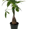 Money Tree Live Plant - Pachira Aquatica - 4" Pot - Easy Houseplant - Image 1