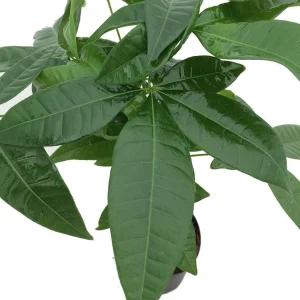 Money Tree Live Plant - Pachira Aquatica - 4