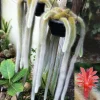 Monkey Tail Cactus Hildewintera colademononis Live Plant – Easy Care Succulent - Image 1