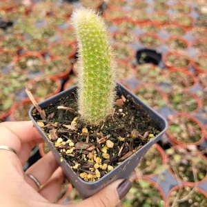 Monkey Tail Cactus Hildewintera colademononis Live Plant – Easy Care Succulent - Image 2