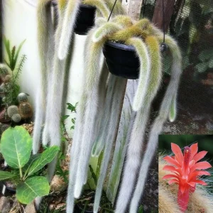 Monkey Tail Cactus Hildewintera colademononis Live Plant – Easy Care Succulent - Image 1