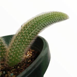 Monkey Tail Cactus Hildewintera colademononis Live Plant – Easy Care Succulent - Image 5