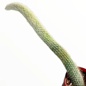 Monkey Tail Cactus Hildewintera colademononis Live Plant – Easy Care Succulent - Image 9