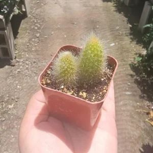 Monkey Tail Cactus Live Plant – 2in Pot – Rooted Succulent for Hanging Baskets - Image 2