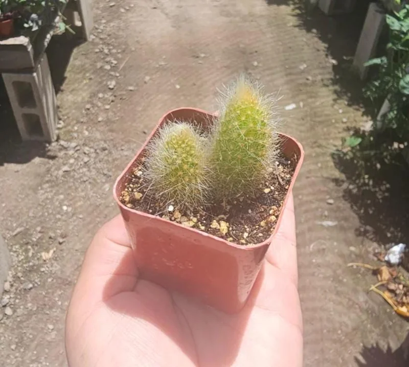 Monkey Tail Cactus Live Plant – 2in Pot – Rooted Succulent for Hanging Baskets - Image 2