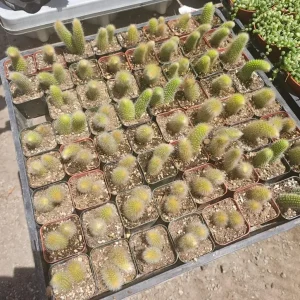 Monkey Tail Cactus Live Plant – 2in Pot – Rooted Succulent for Hanging Baskets - Image 3