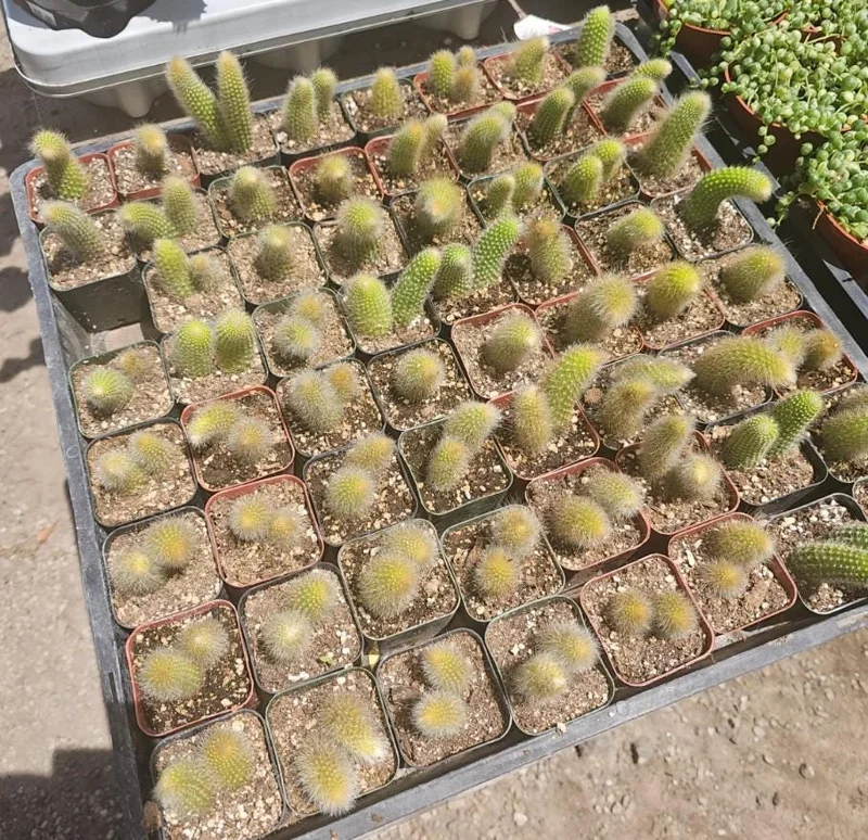 Monkey Tail Cactus Live Plant – 2in Pot – Rooted Succulent for Hanging Baskets - Image 3