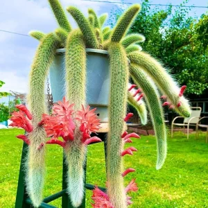 Monkey Tail Cactus Live Plant – 2in Pot – Rooted Succulent for Hanging Baskets - Image 1