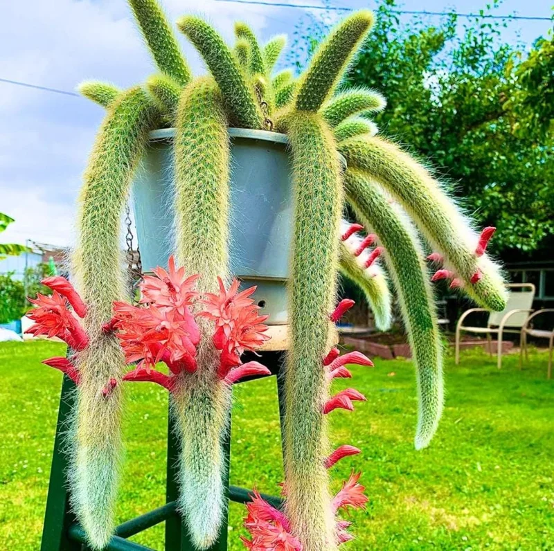 Monkey Tail Cactus Live Plant – 2in Pot – Rooted Succulent for Hanging Baskets - Image 1