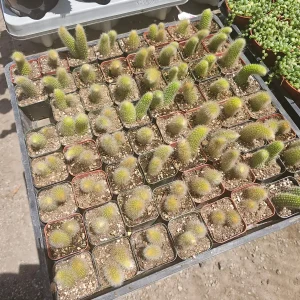 Monkey Tail Cactus Live Plant – Succulent – 2in or 4in Pot – Indoor/Outdoor - Image 3