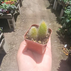 Monkey Tail Cactus Live Plant – Succulent – 2in or 4in Pot – Indoor/Outdoor - Image 4