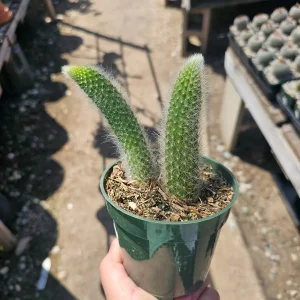 Monkey Tail Cactus Live Plant – Succulent – 2in or 4in Pot – Indoor/Outdoor - Image 9