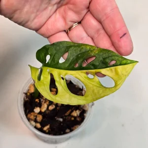 Monstera Adansonii Albo Live Plant – Variegated Swiss Cheese Vine – Indoor Houseplant - Image 3