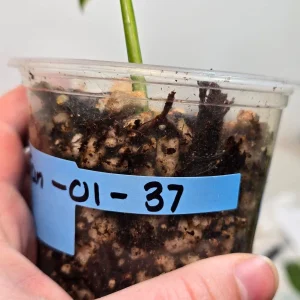 Monstera Adansonii Albo Live Plant – Variegated Swiss Cheese Vine – Indoor Houseplant - Image 4