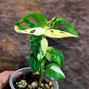 Monstera Adansonii Albo Variegated Live Plant - Half-Moon Swiss Cheese Vine - Image 2