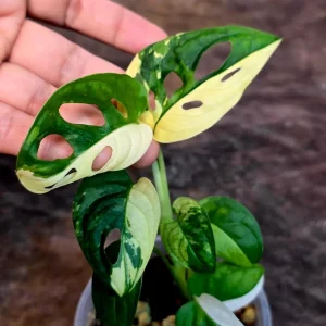 Monstera Adansonii Albo Variegated Live Plant - Half-Moon Swiss Cheese Vine - Image 3