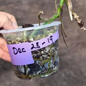 Monstera Adansonii Albo Variegated Live Plant - Rare Swiss Cheese Vine Potted Houseplant - Image 6