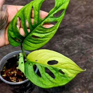 Monstera Adansonii Albo Variegated Live Plant - Swiss Cheese - Potted Houseplant - Image 2