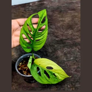 Monstera Adansonii Albo Variegated Live Plant - Swiss Cheese - Potted Houseplant - Image 1