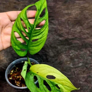 Monstera Adansonii Albo Variegated Live Plant - Swiss Cheese - Potted Houseplant - Image 5