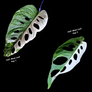 Monstera Adansonii Albo Variegated Swiss Cheese Live Plant - Rare Collector's Plant - Image 4