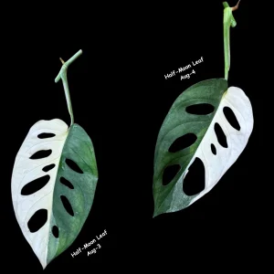 Monstera Adansonii Albo Variegated Swiss Cheese Live Plant - Rare Collector's Plant - Image 5